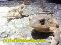 /home//u458753944/public_html/sourcegallery//////Roxborough Toad Detour/2024/2024-04-11/P4111372.JPG